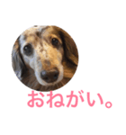 ウチの犬（個別スタンプ：1）