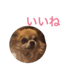 ウチの犬（個別スタンプ：6）