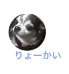 ウチの犬（個別スタンプ：7）