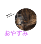 ウチの犬（個別スタンプ：8）