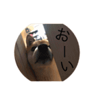 まめさんスタンプ♩（個別スタンプ：20）
