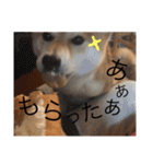 まめさんスタンプ♩（個別スタンプ：21）