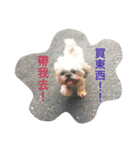 Mix Shih Tzu（個別スタンプ：1）