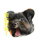 Mix Shih Tzu（個別スタンプ：2）