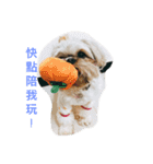 Mix Shih Tzu（個別スタンプ：3）