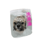 Mix Shih Tzu（個別スタンプ：4）