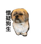 Mix Shih Tzu（個別スタンプ：5）