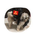 Mix Shih Tzu（個別スタンプ：6）