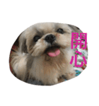 Mix Shih Tzu（個別スタンプ：7）