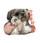 Mix Shih Tzu（個別スタンプ：8）
