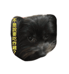 Mix Shih Tzu（個別スタンプ：9）