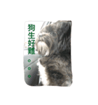 Mix Shih Tzu（個別スタンプ：11）