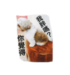 Mix Shih Tzu（個別スタンプ：13）