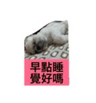 Mix Shih Tzu（個別スタンプ：14）