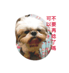 Mix Shih Tzu（個別スタンプ：15）