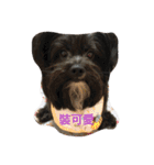 Mix Shih Tzu（個別スタンプ：16）