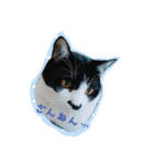 cat cats 2（個別スタンプ：1）