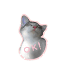 cat cats 2（個別スタンプ：3）