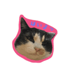 cat cats 2（個別スタンプ：4）
