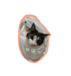 cat cats 2（個別スタンプ：5）