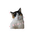 cat cats 2（個別スタンプ：6）