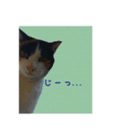 cat cats 2（個別スタンプ：7）