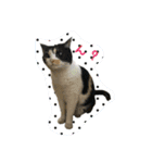 cat cats 2（個別スタンプ：8）