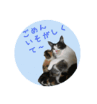 cat cats 2（個別スタンプ：9）
