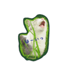 cat cats 2（個別スタンプ：10）