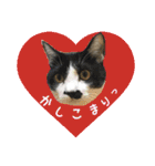 cat cats 2（個別スタンプ：12）