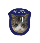 cat cats 2（個別スタンプ：14）