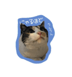 cat cats 2（個別スタンプ：15）