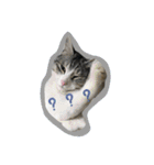 cat cats 2（個別スタンプ：17）