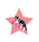cat cats 2（個別スタンプ：18）