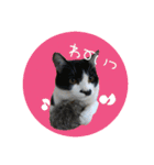 cat cats 2（個別スタンプ：19）