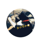 cat cats 2（個別スタンプ：20）