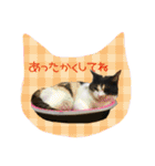 cat cats 2（個別スタンプ：21）