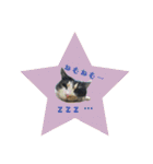 cat cats 2（個別スタンプ：22）
