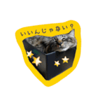 cat cats 2（個別スタンプ：23）