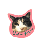 cat cats 2（個別スタンプ：24）