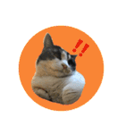 cat cats 2（個別スタンプ：25）