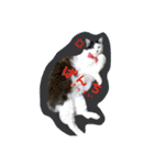 cat cats 2（個別スタンプ：26）