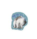 cat cats 2（個別スタンプ：29）