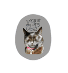 cat cats 2（個別スタンプ：30）