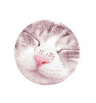 cat cats 2（個別スタンプ：31）