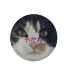 cat cats 2（個別スタンプ：32）