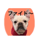 返事〜犬（個別スタンプ：1）
