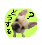 返事〜犬（個別スタンプ：2）
