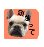 返事〜犬（個別スタンプ：6）
