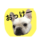返事〜犬（個別スタンプ：7）